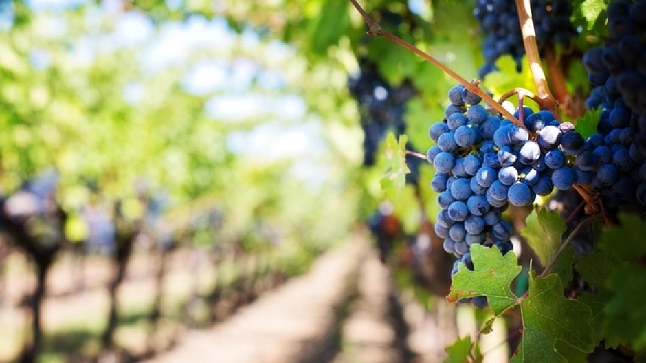Boca, Cantine Aperte al Podere ai Valloni